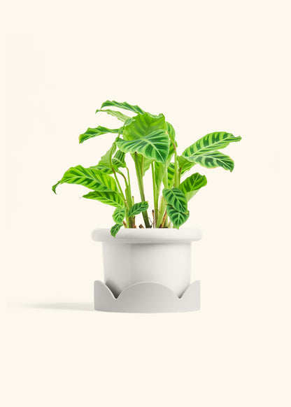 Zebra Calathea in a 6 inches Fat Lip White Planter in a Oat Petal Drip Tray