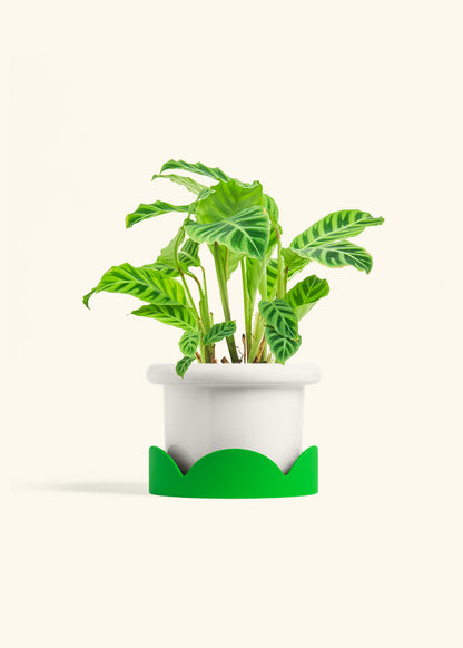 Zebra Calathea in a 6 inches Fat Lip White Planter in a Shamrock Petal Drip Tray
