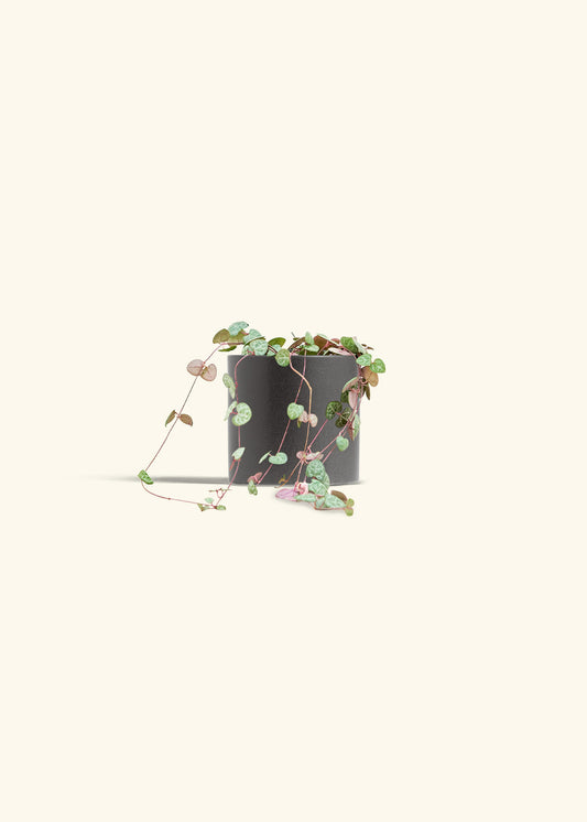 String of Hearts in a 4 inches Charcoal Classic Cylinder Planter in a Oat Petal Drip Tray