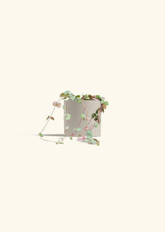 String of Hearts in a 4 inches Oat Classic Cylinder Planter 