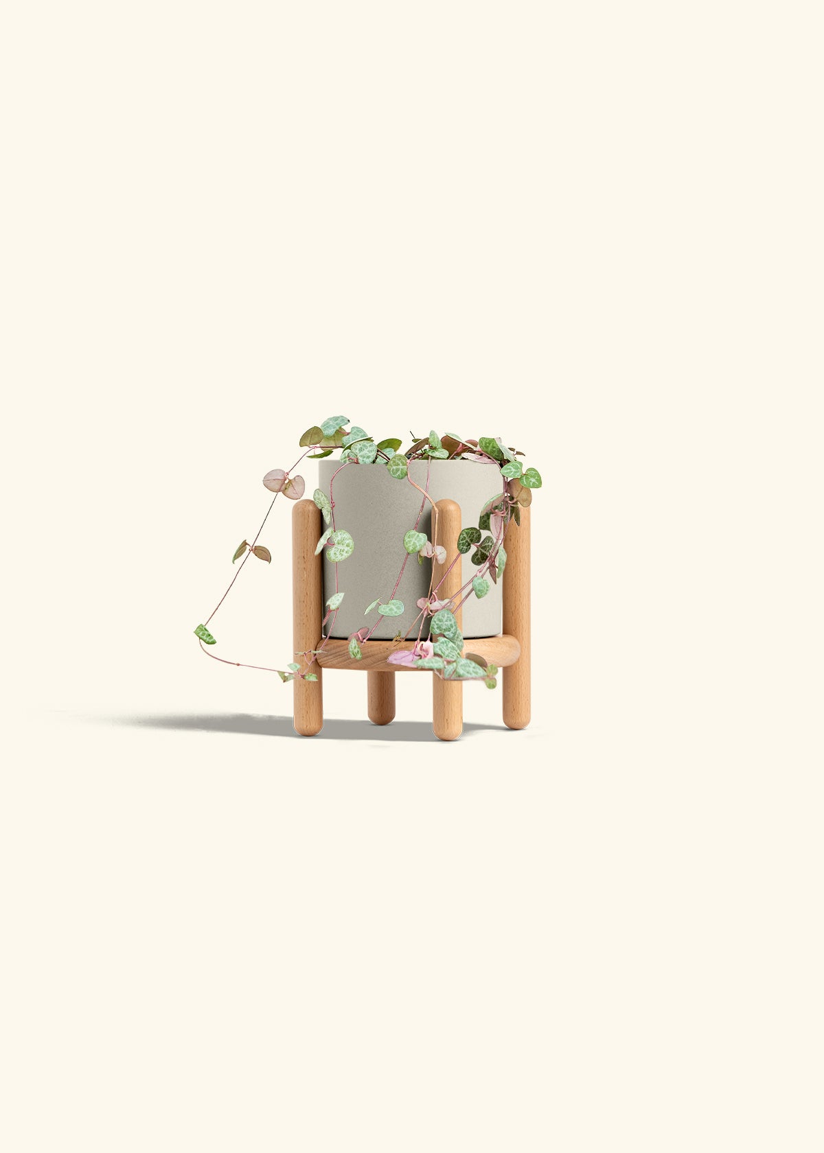 String of Hearts in a 4 inches Oat Classic Cylinder Planter in a Beech Wood Stand