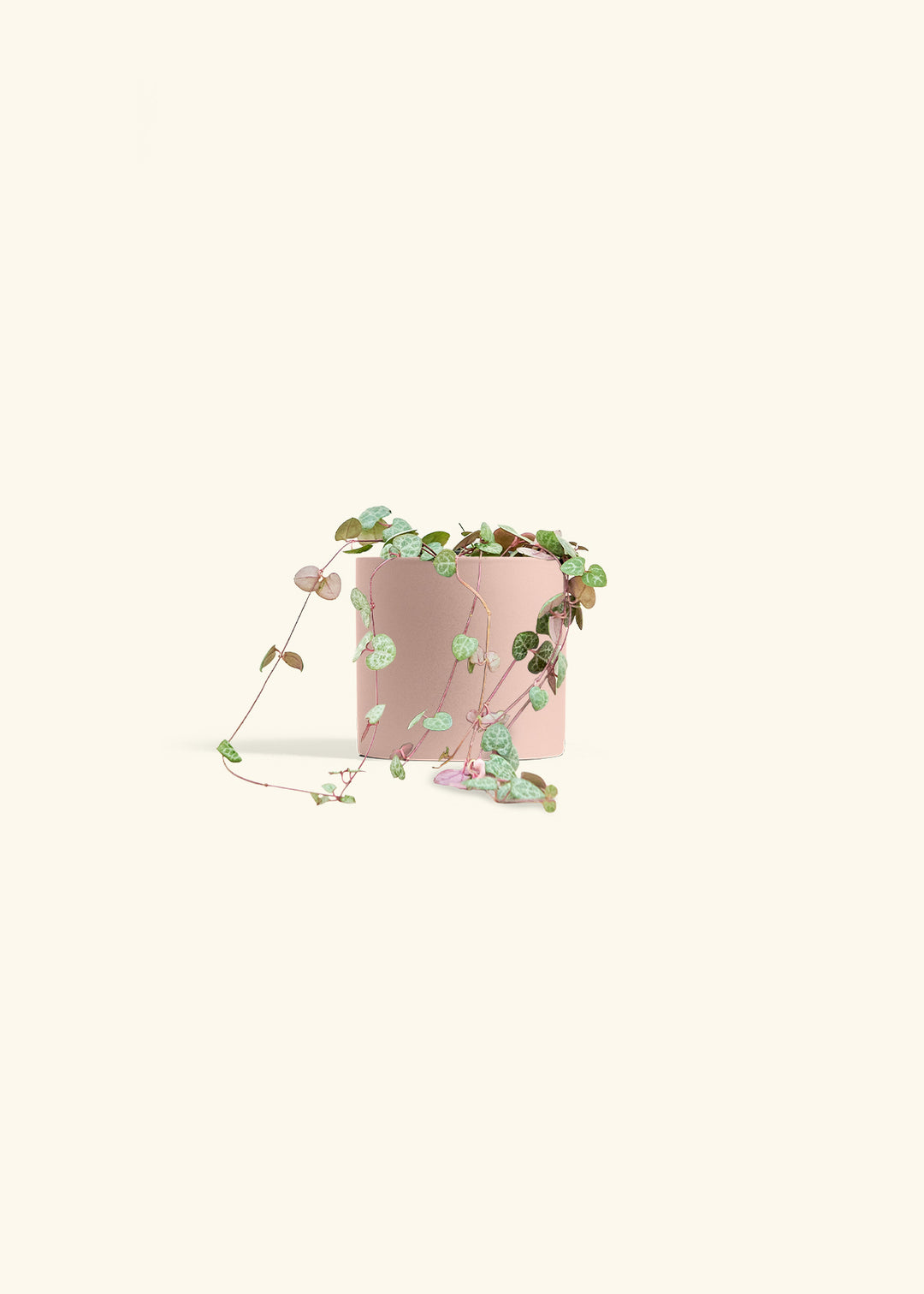 String of Hearts in a 4 inches Pink Classic Cylinder Planter 