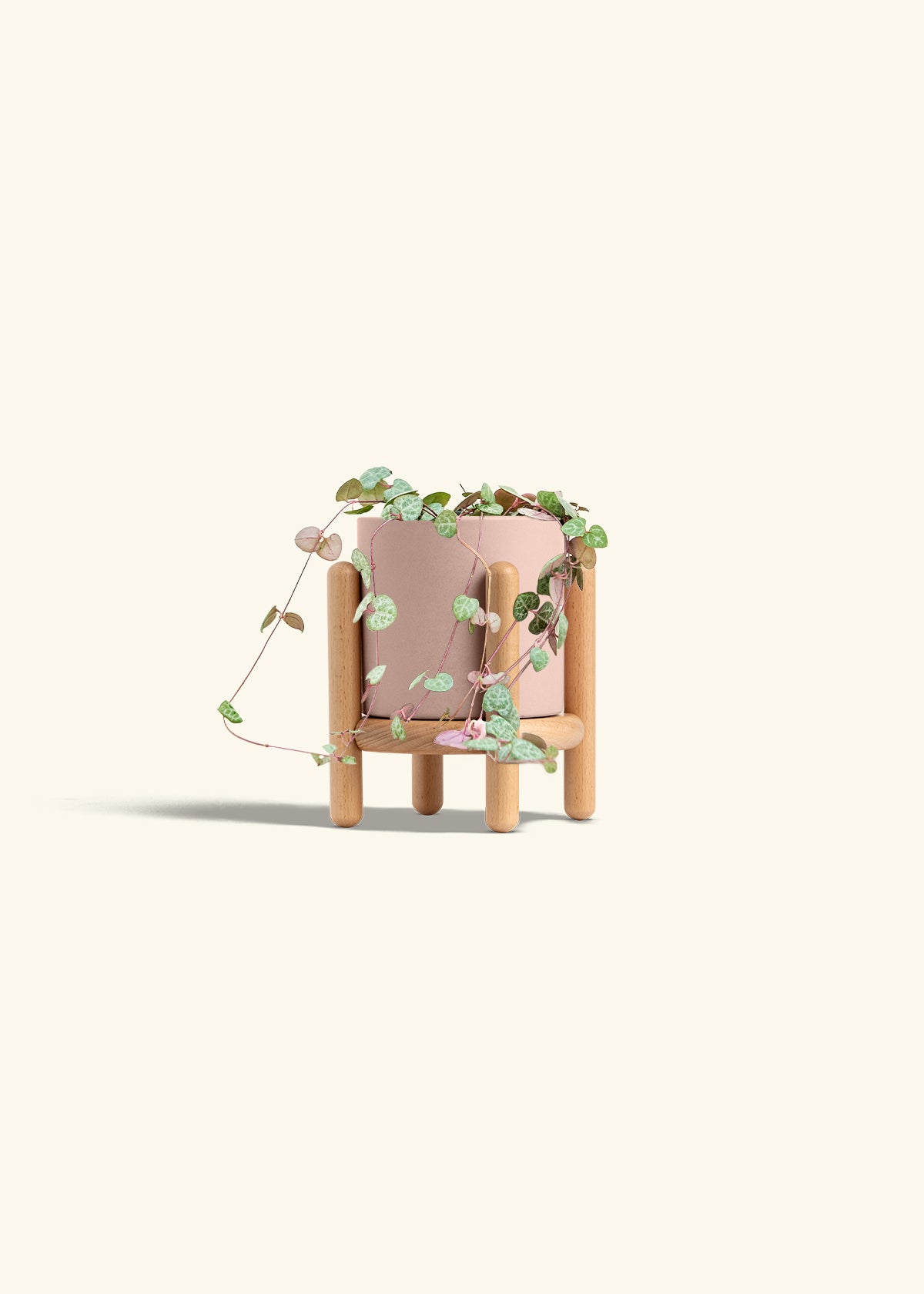 String of Hearts in a 4 inches Pink Classic Cylinder Planter in a Beech Wood Stand