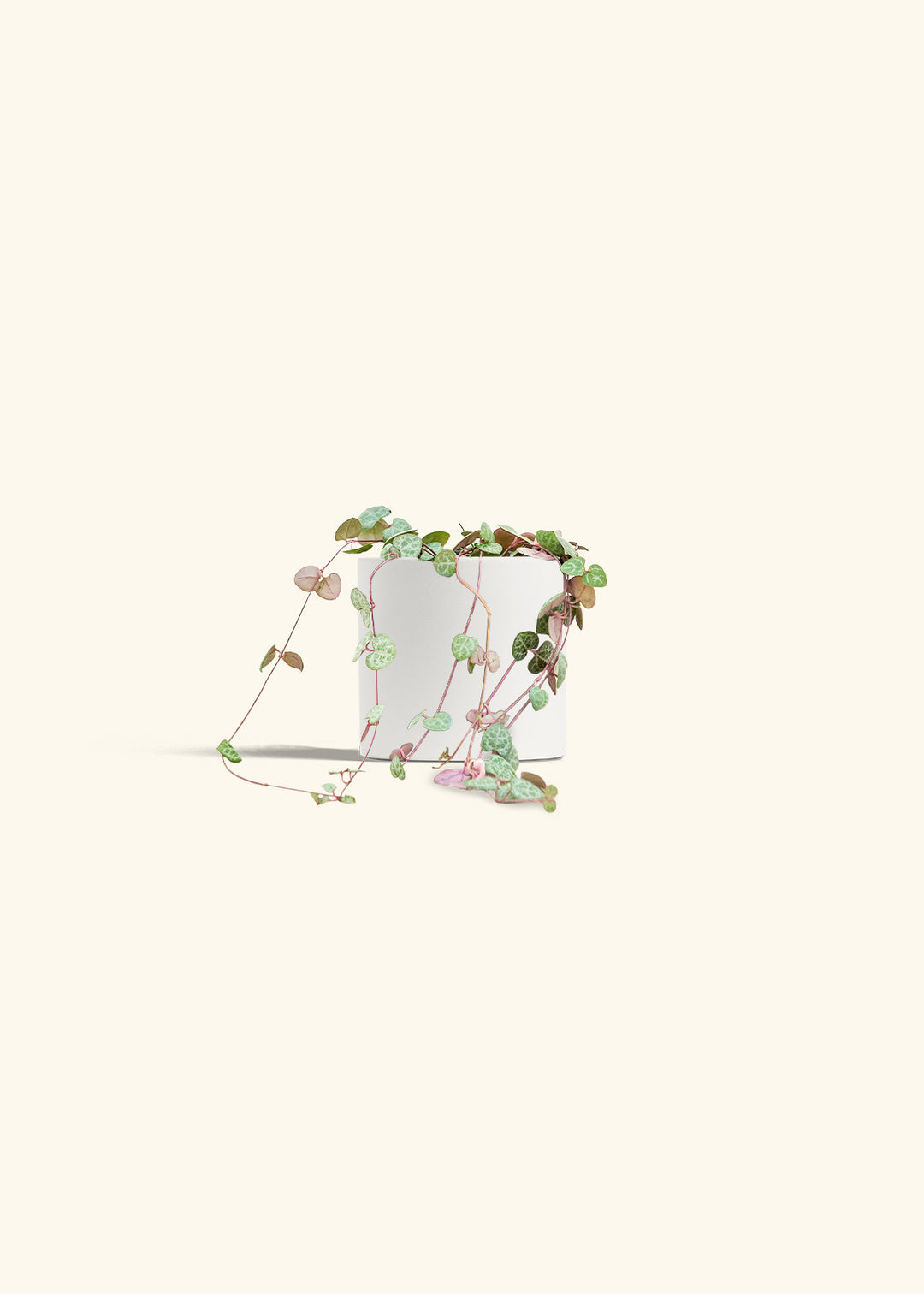 String of Hearts in a 4 inches White Classic Cylinder Planter 