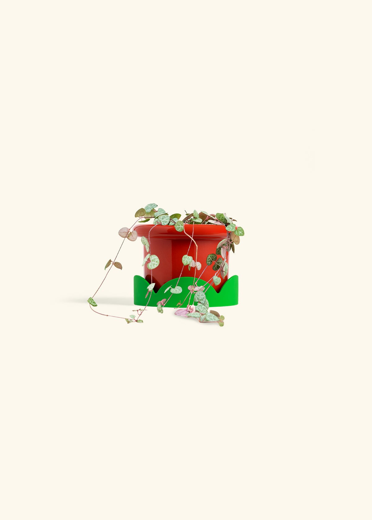 String of Hearts in a 4 inches Fat Lip Red Planter in a Shamrock Petal Drip Tray