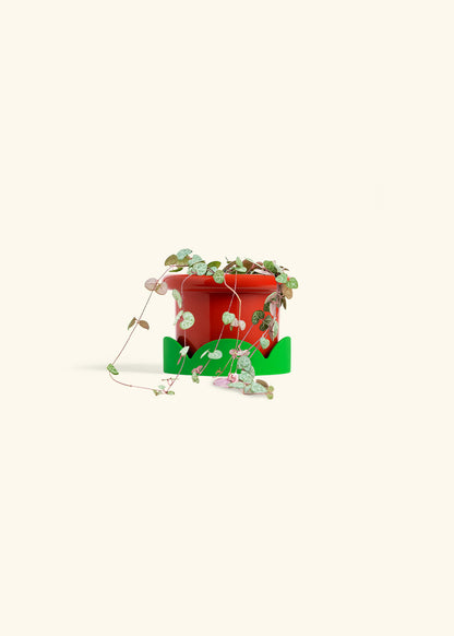 String of Hearts in a 4 inches Fat Lip Red Planter in a Shamrock Petal Drip Tray