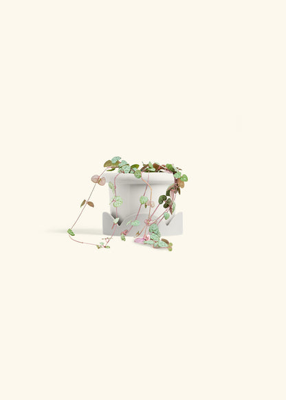 String of Hearts in a 4 inches Fat Lip White Planter in a Oat Petal Drip Tray