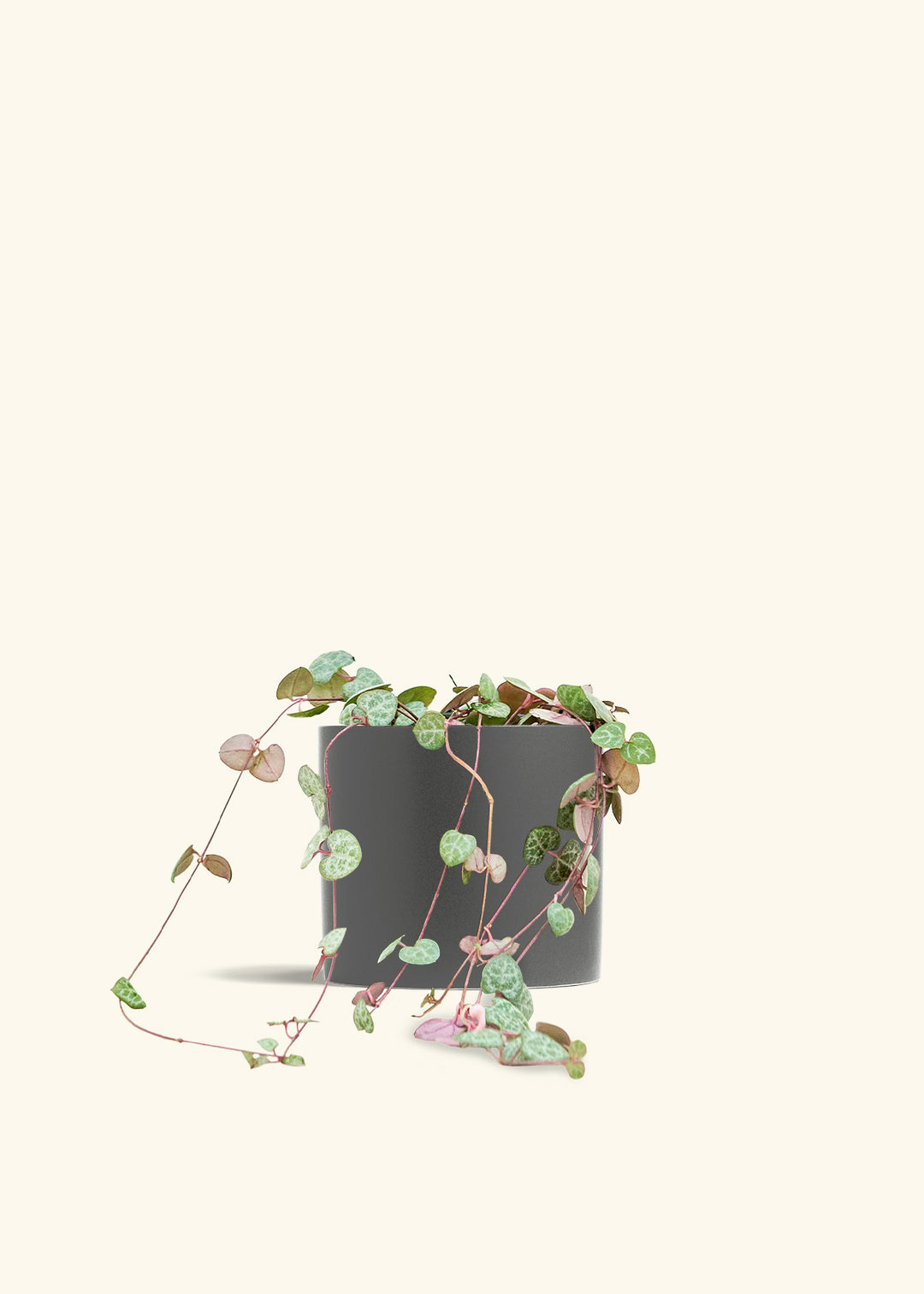 String of Hearts in a 6 inches Charcoal Classic Cylinder Planter in a Oat Petal Drip Tray