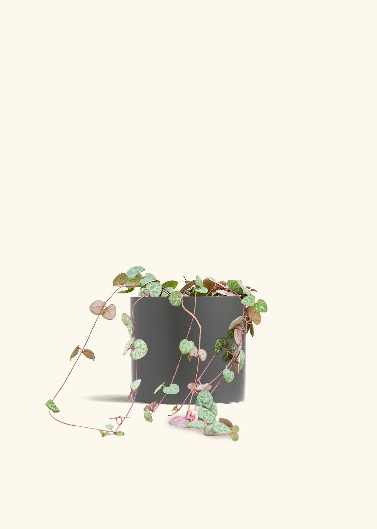String of Hearts in a 6 inches Charcoal Classic Cylinder Planter in a Oat Petal Drip Tray