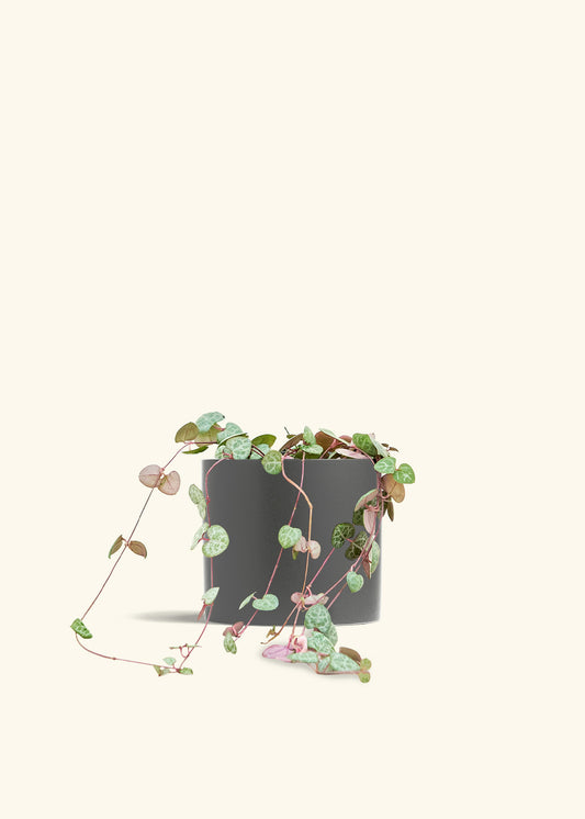 String of Hearts in a 6 inches Charcoal Classic Cylinder Planter in a Oat Petal Drip Tray