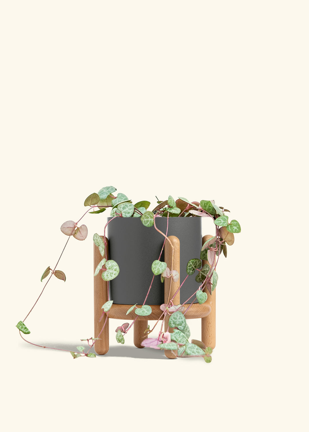 String of Hearts in a 6 inches Charcoal Classic Cylinder Planter in a Beech Wood Stand