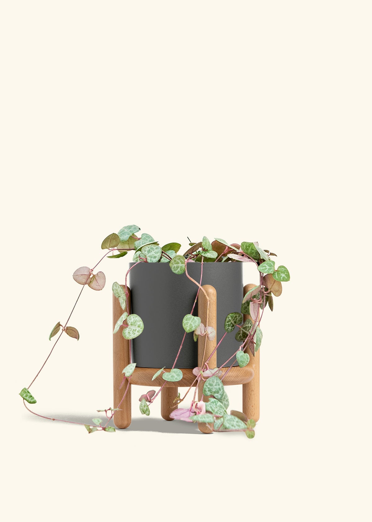 String of Hearts in a 6 inches Charcoal Classic Cylinder Planter in a Beech Wood Stand