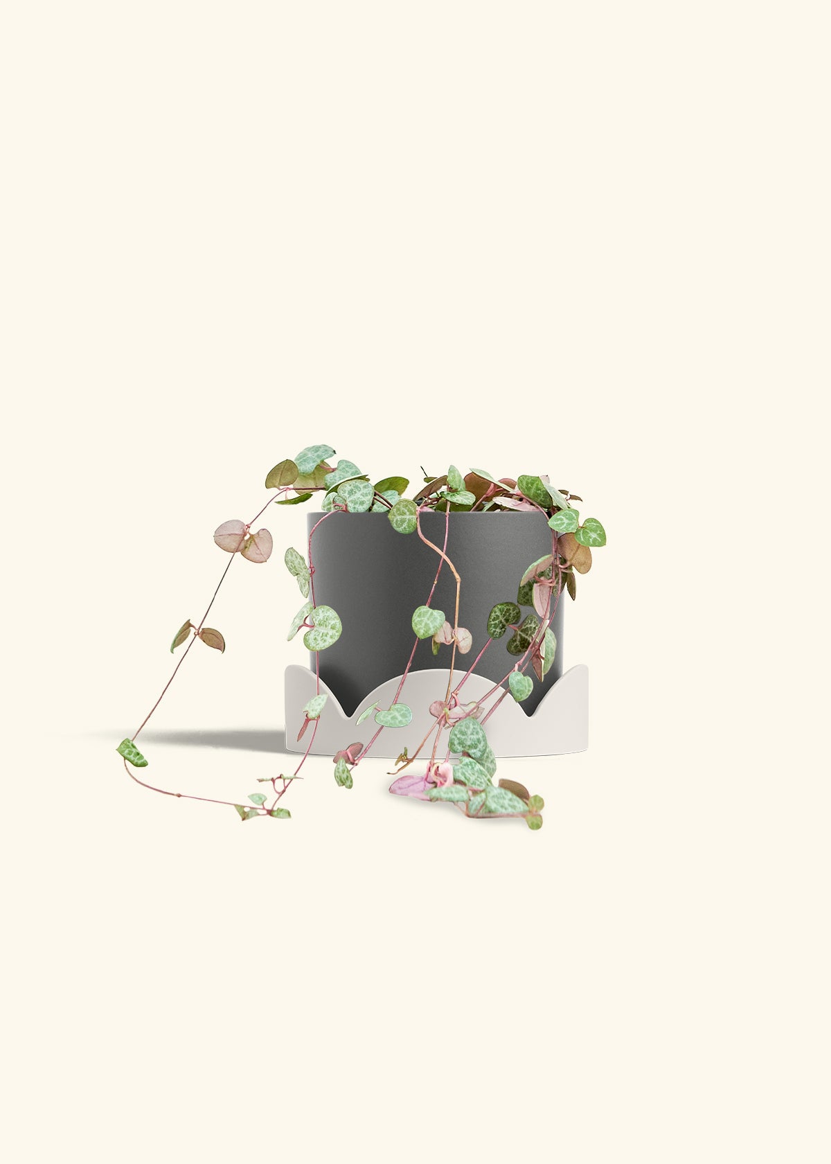 String of Hearts, Medium
