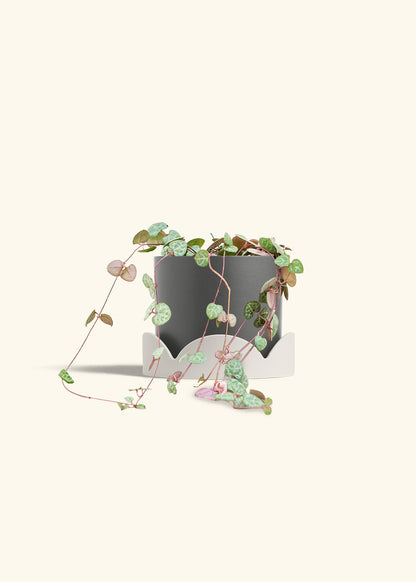 String of Hearts, Medium