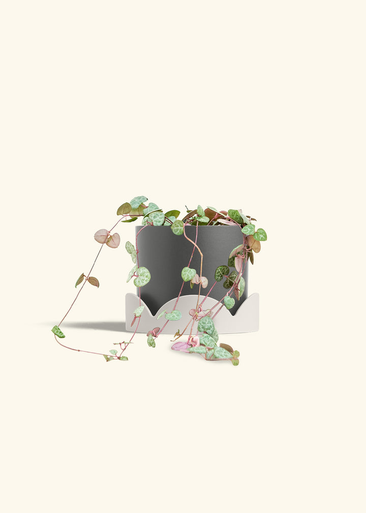 String of Hearts