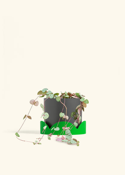 String of Hearts in a 6 inches Pink Classic Cylinder Planter in a Beech Wood Stand