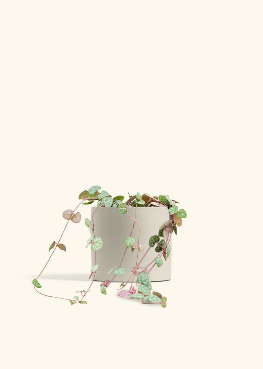 String of Hearts in a 6 inches Oat Classic Cylinder Planter 