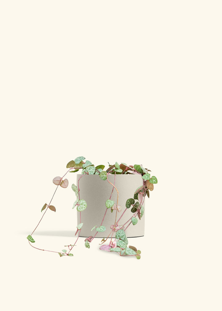 String of Hearts in a 6 inches Oat Classic Cylinder Planter 