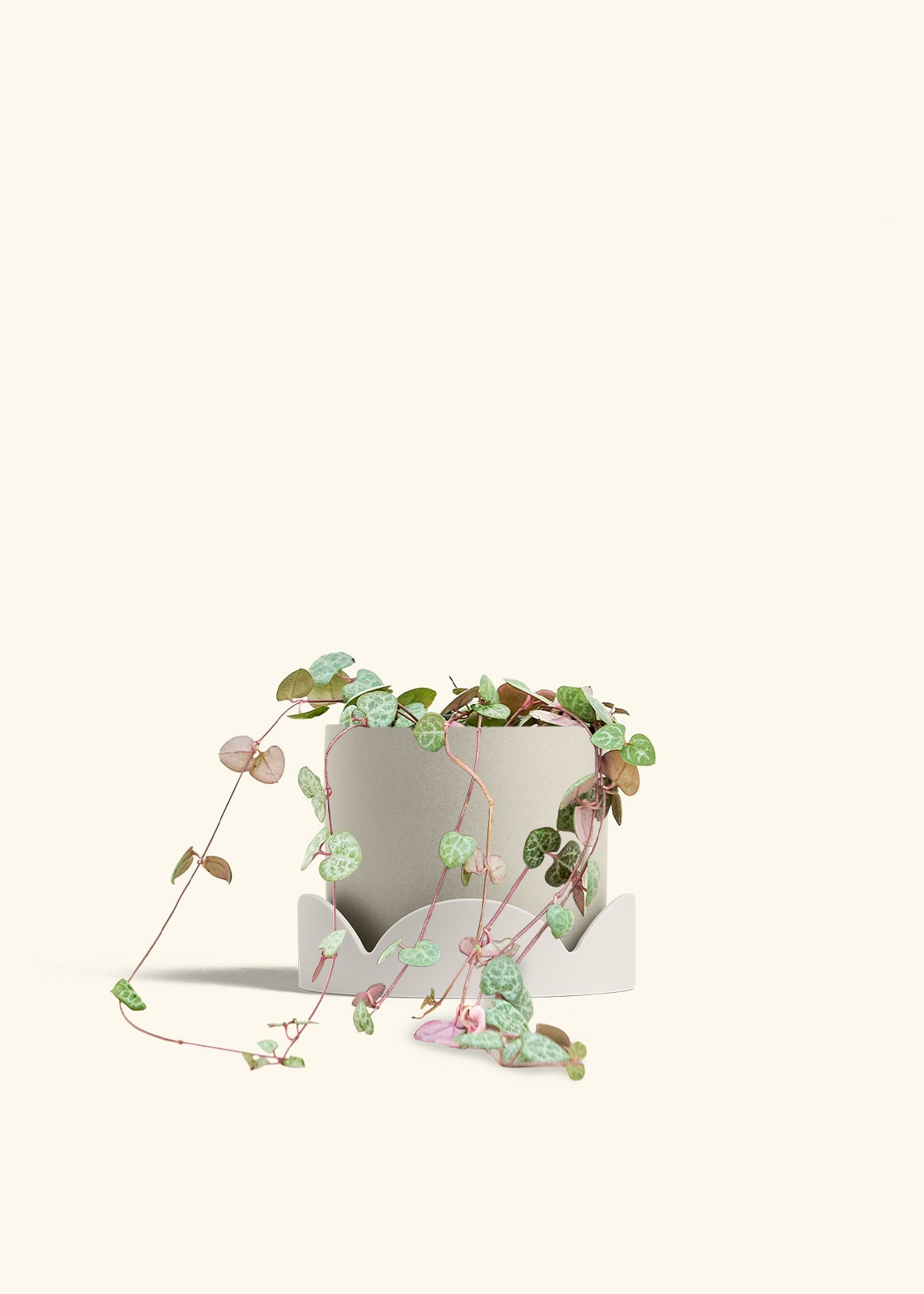 String of Hearts in a 6 inches Charcoal Classic Cylinder Planter in a Shamrock Petal Drip Tray