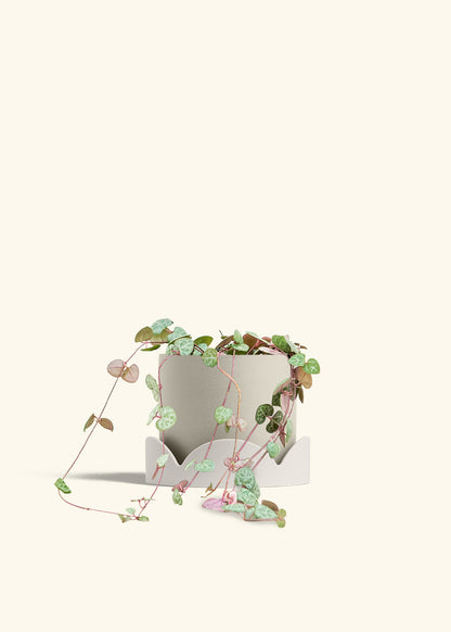 String of Hearts in a 6 inches Charcoal Classic Cylinder Planter in a Shamrock Petal Drip Tray