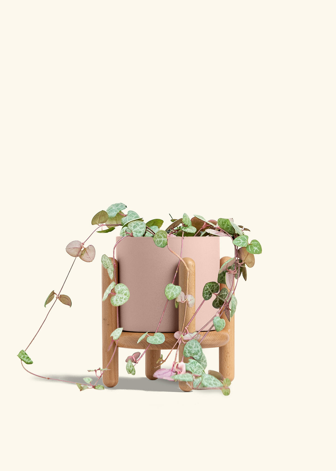 String of Hearts in a 6 inches Pink Classic Cylinder Planter in a Oat Petal Drip Tray