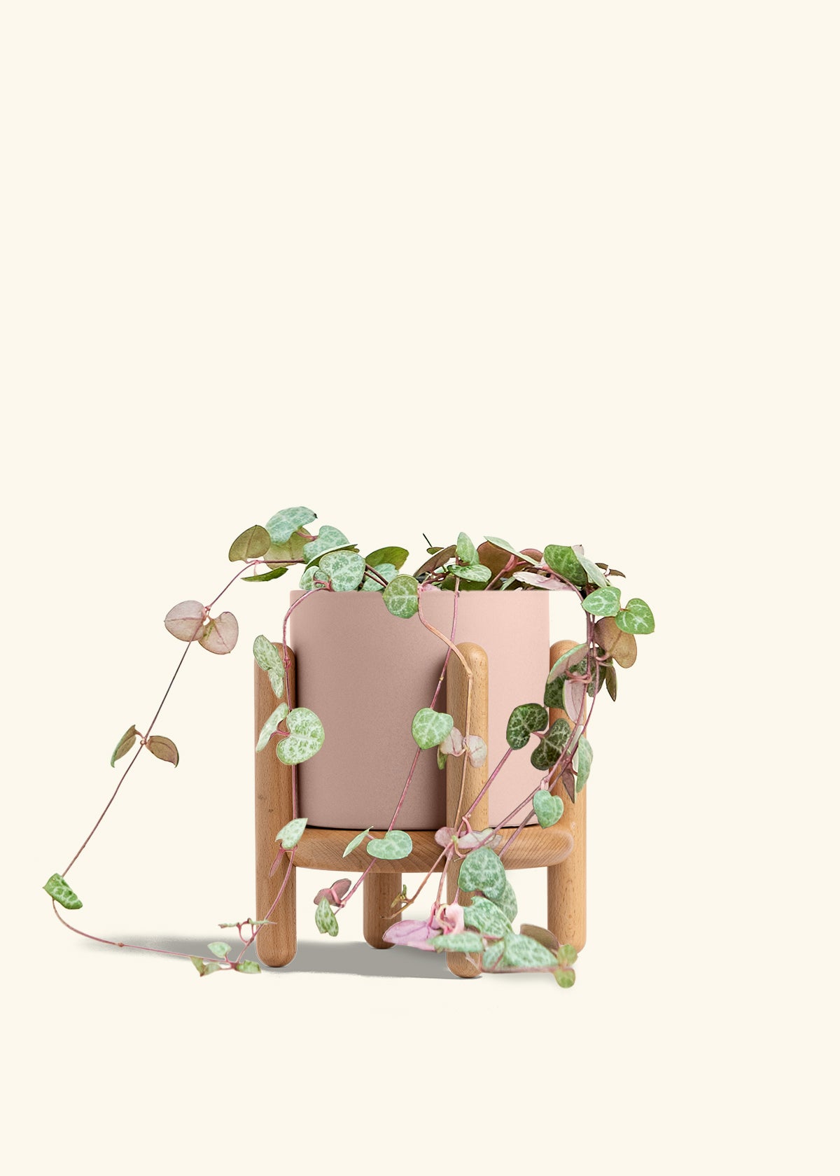 String of Hearts in a 6 inches Pink Classic Cylinder Planter in a Oat Petal Drip Tray