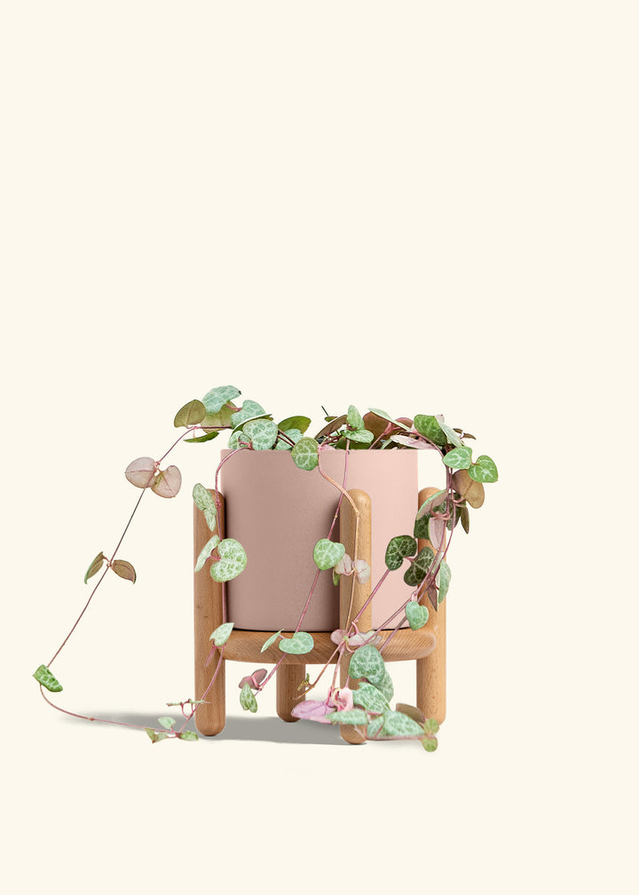 String of Hearts in a 6 inches Pink Classic Cylinder Planter in a Oat Petal Drip Tray