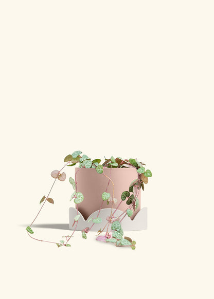 String of Hearts in a 6 inches Pink Classic Cylinder Planter in a Shamrock Petal Drip Tray