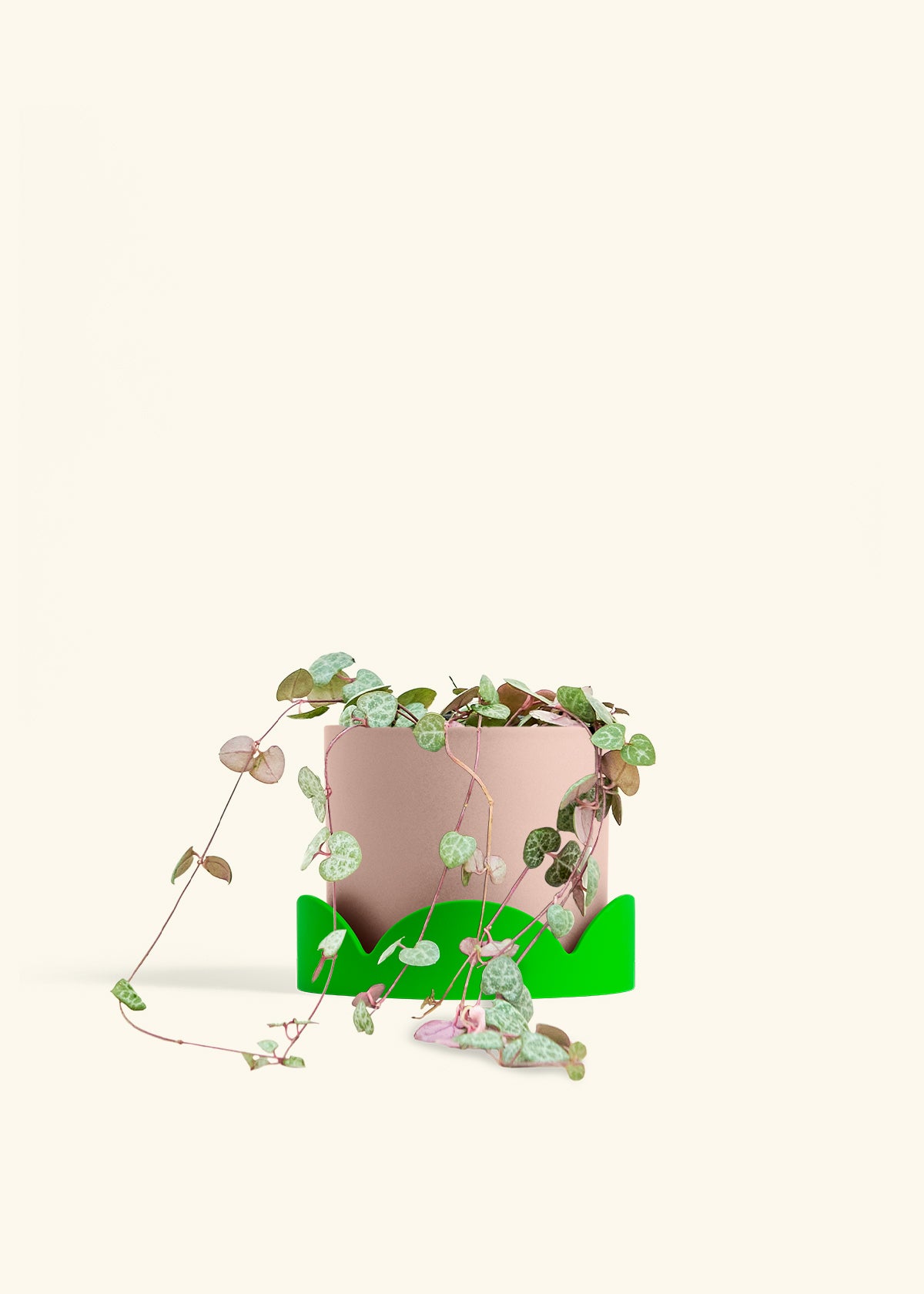 String of Hearts in a 6 inches Pink Classic Cylinder Planter 