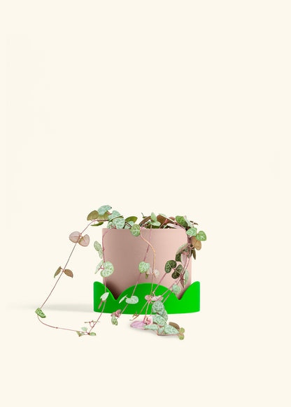 String of Hearts in a 6 inches Pink Classic Cylinder Planter 