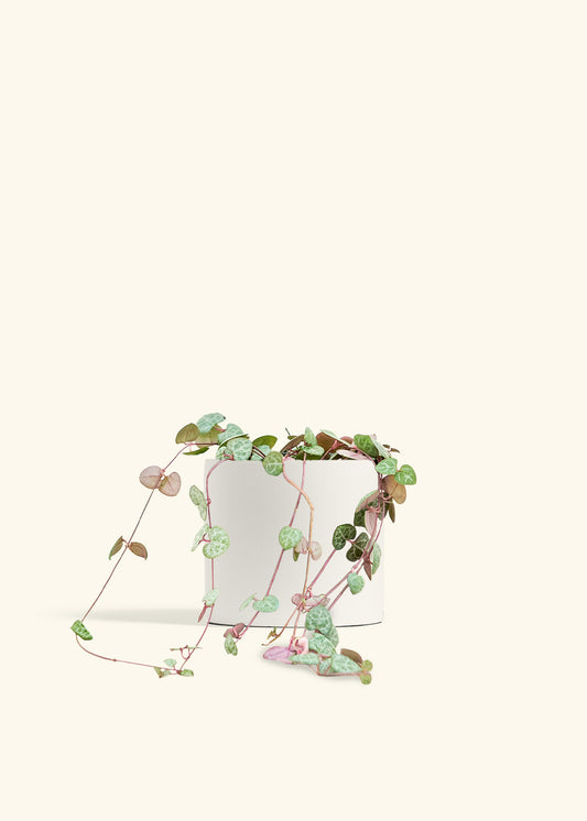 String of Hearts in a 6 inches Fat Lip Oat Planter in a Beech Wood Stand