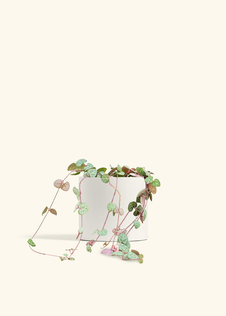 String of Hearts in a 6 inches Fat Lip Oat Planter in a Beech Wood Stand