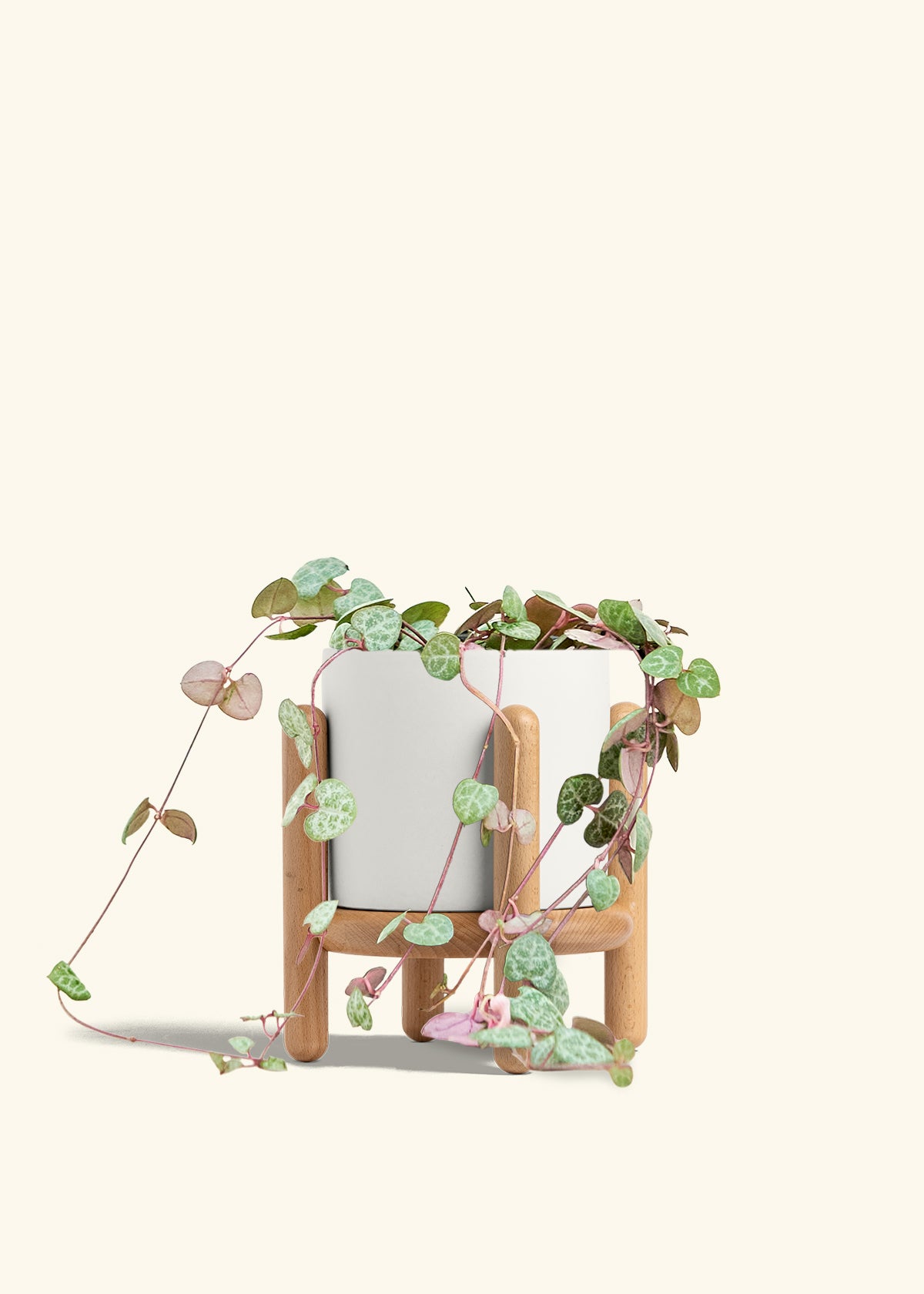 String of Hearts in a 6 inches White Classic Cylinder Planter in a Oat Petal Drip Tray