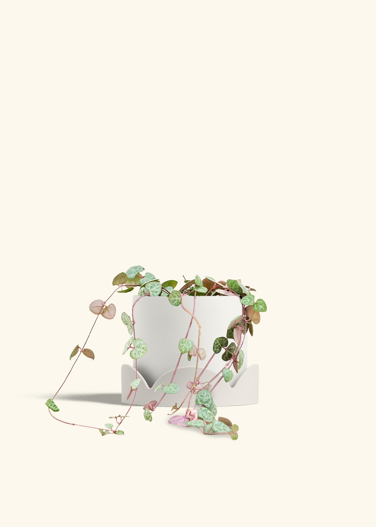 String of Hearts in a 6 inches White Classic Cylinder Planter in a Shamrock Petal Drip Tray