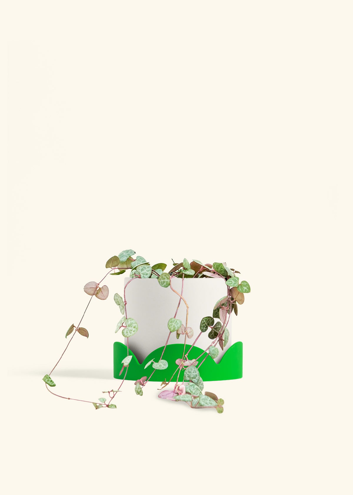 String of Hearts in a 6 inches White Classic Cylinder Planter 