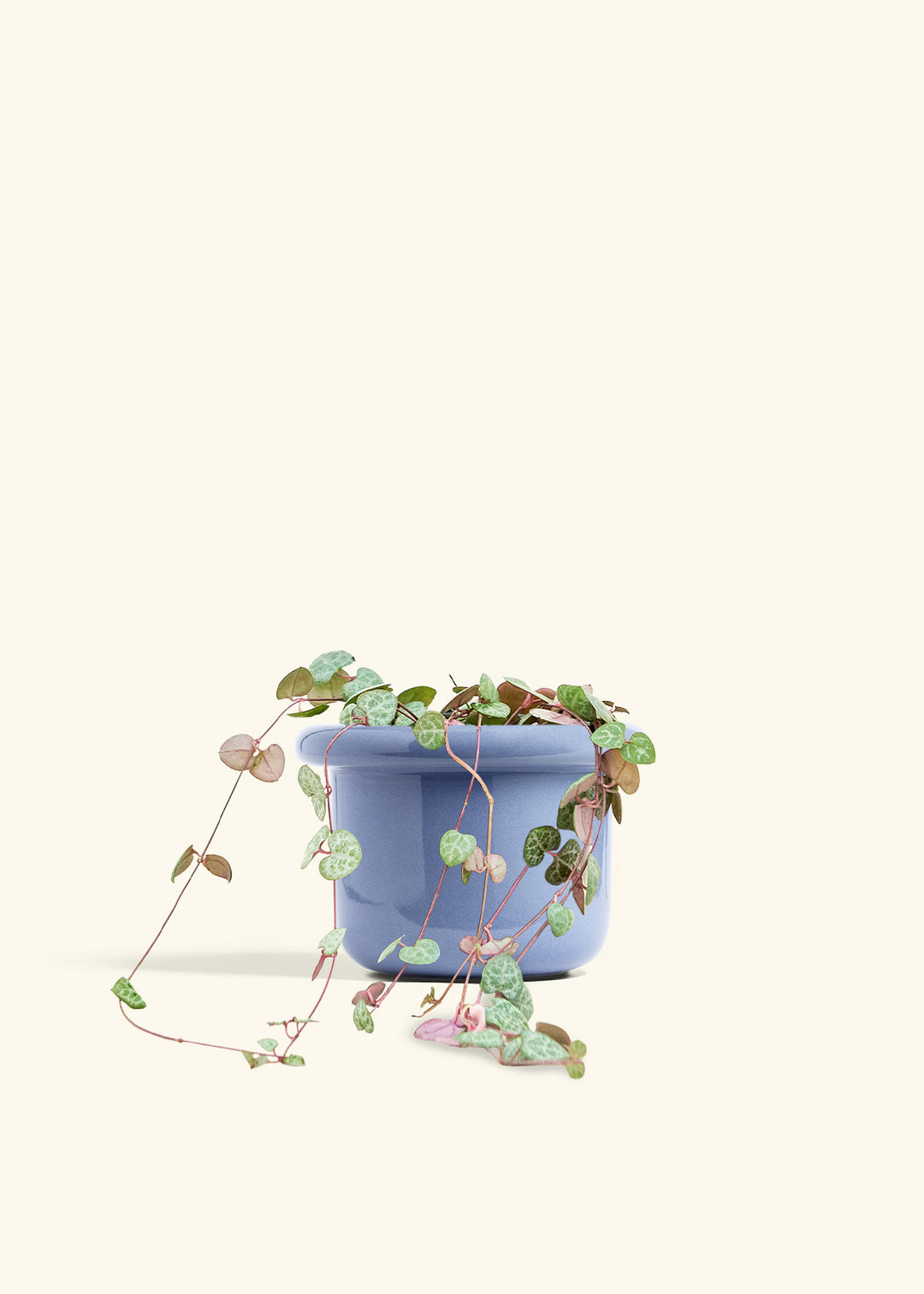String of Hearts in a 6 inches Fat Lip Blue Planter 