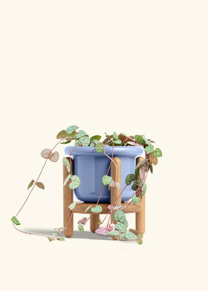 String of Hearts in a 6 inches Fat Lip Blue Planter in a Oat Petal Drip Tray