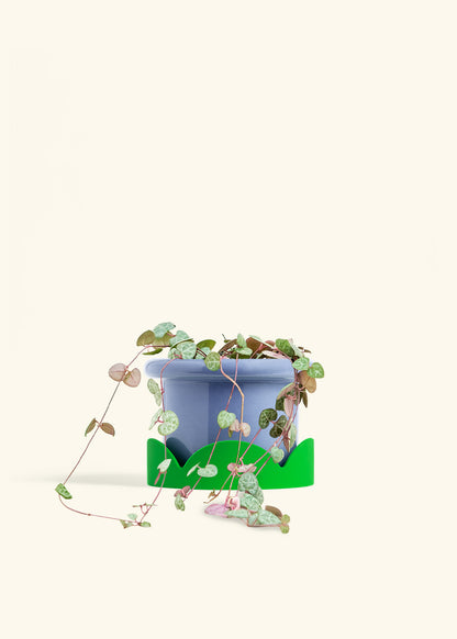 String of Hearts in a 6 inches Fat Lip Blue Planter in a Shamrock Petal Drip Tray