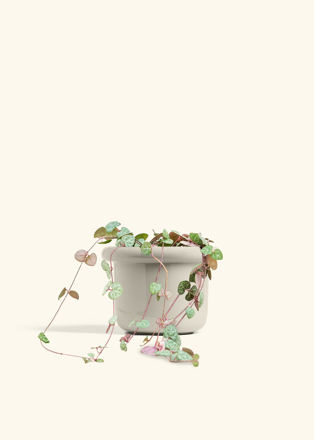 String of Hearts in a 6 inches Fat Lip Red Planter in a Beech Wood Stand