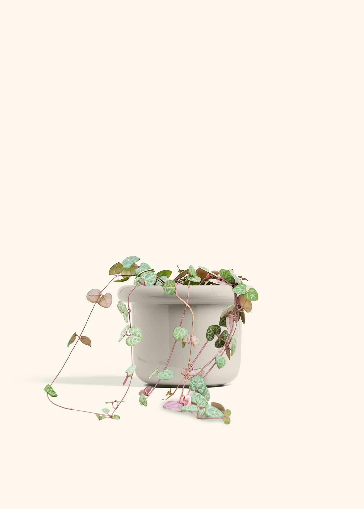 String of Hearts in a 6 inches Fat Lip Red Planter in a Beech Wood Stand