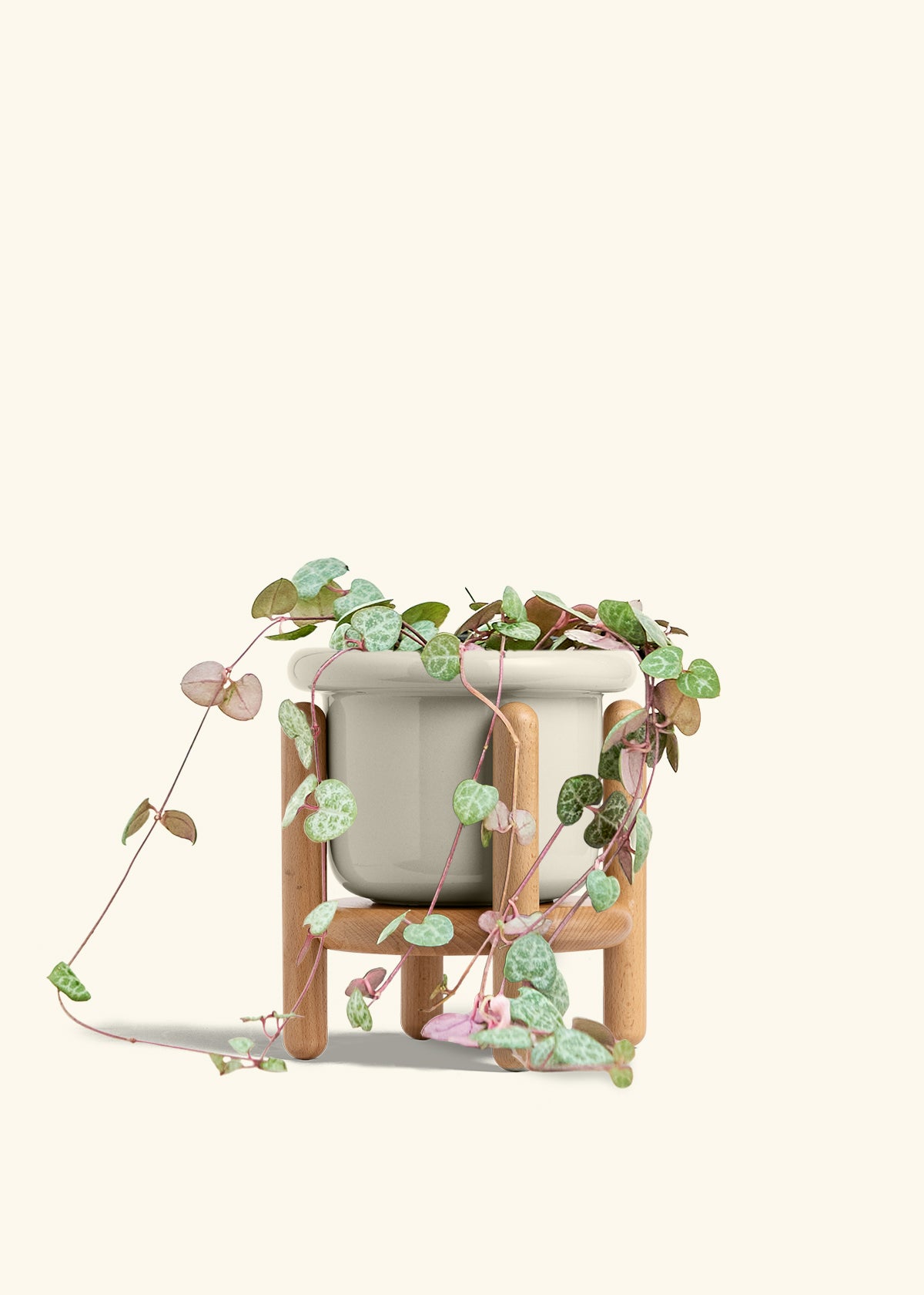 String of Hearts in a 6 inches Fat Lip Oat Planter in a Oat Petal Drip Tray