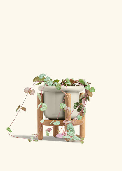 String of Hearts in a 6 inches Fat Lip Oat Planter in a Oat Petal Drip Tray
