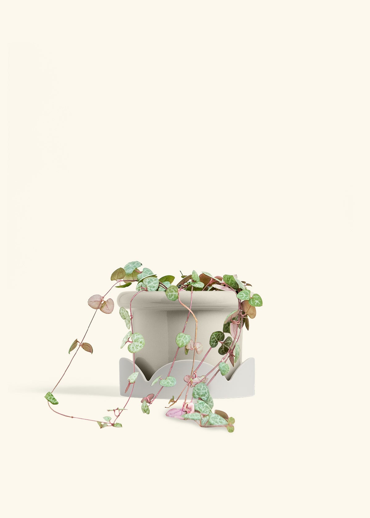 String of Hearts in a 6 inches Fat Lip Oat Planter in a Shamrock Petal Drip Tray