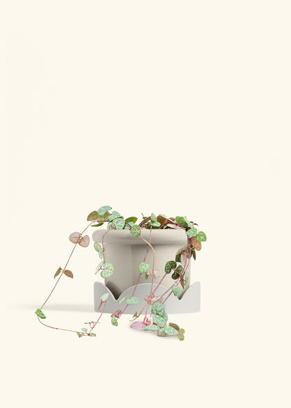 String of Hearts in a 6 inches Fat Lip Oat Planter in a Shamrock Petal Drip Tray