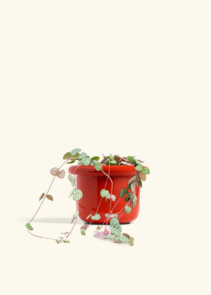 String of Hearts in a 6 inches Fat Lip Blue Planter in a Beech Wood Stand