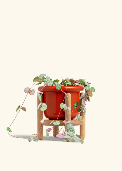 String of Hearts in a 6 inches Fat Lip Red Planter in a Oat Petal Drip Tray