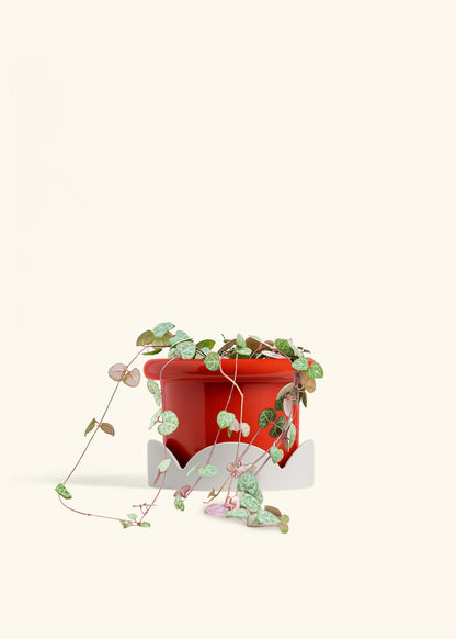String of Hearts in a 6 inches Fat Lip Red Planter in a Shamrock Petal Drip Tray