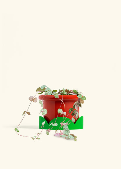 String of Hearts in a 6 inches Fat Lip Red Planter 