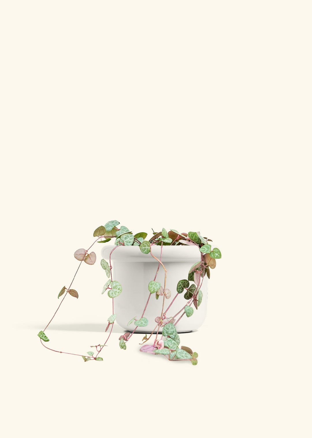 String of Hearts in a 6 inches Fat Lip White Planter 