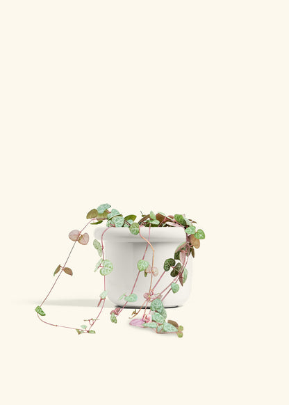 String of Hearts in a 6 inches Fat Lip White Planter 